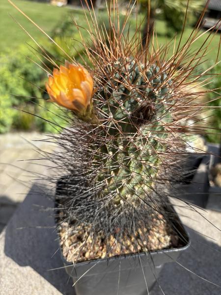 Lobivia wild bedornt